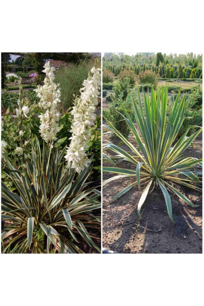 Юкка нитчата Брайт Едж - комована/вис.25-35см/Ø20-30см